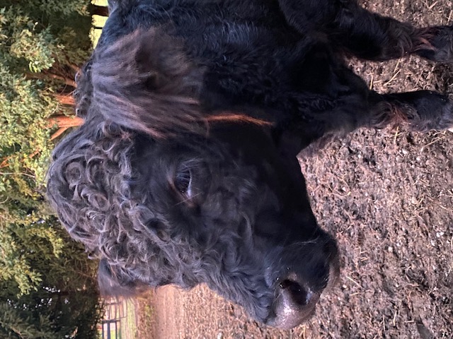 Annabelle mini Highland cow
