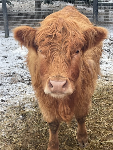 Hazel mini Highland cow