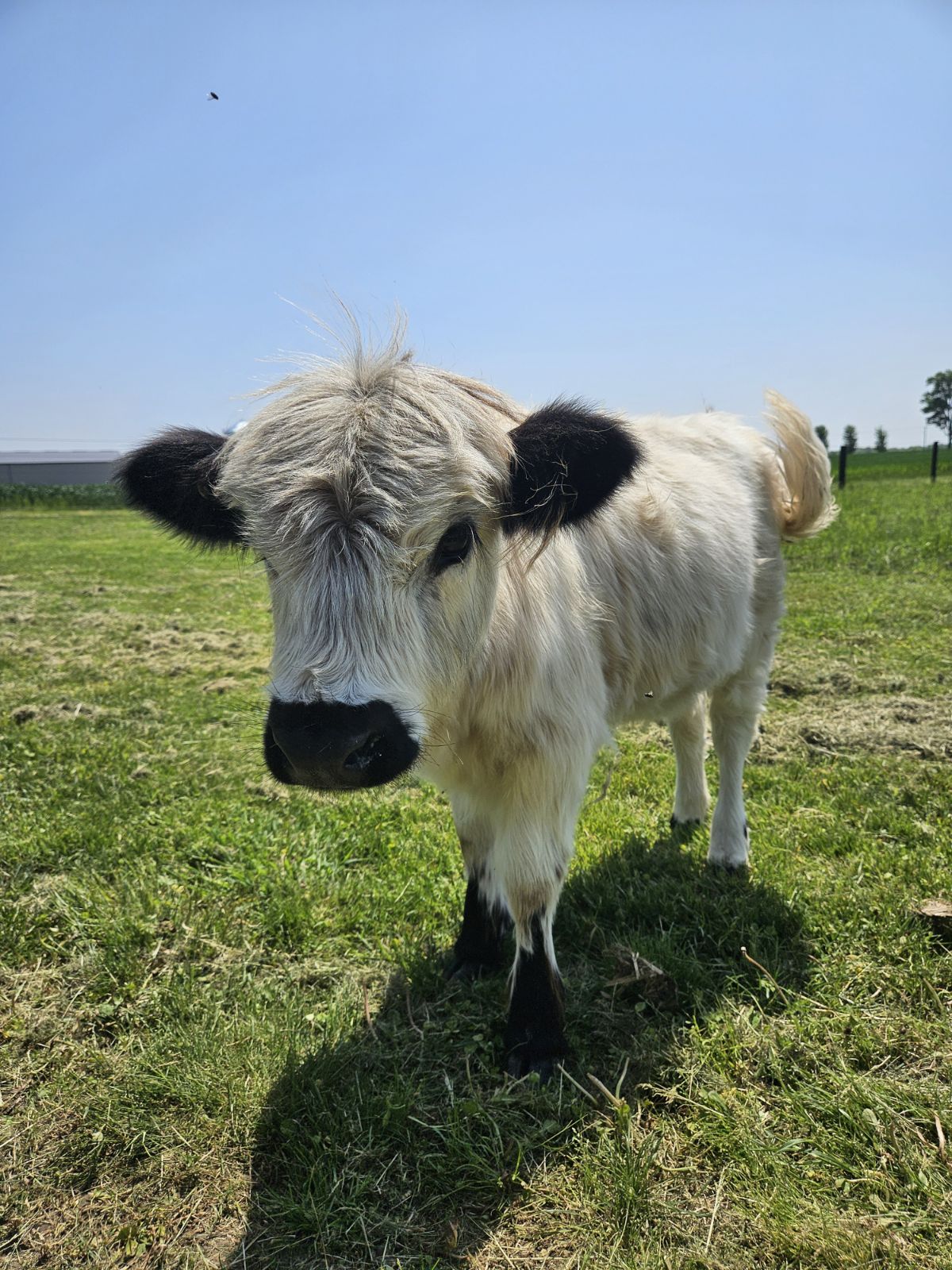 Polly mini Highland cow
